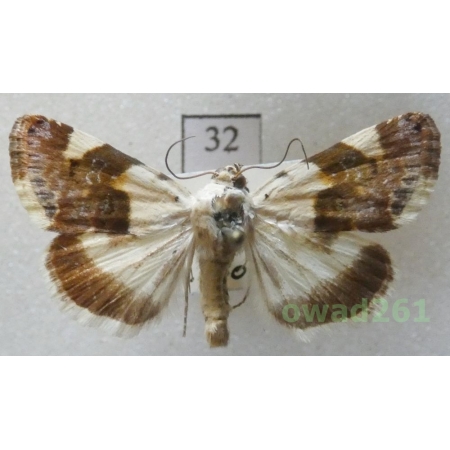 Acontia lucida (Hufnagel, 1766) Italy32